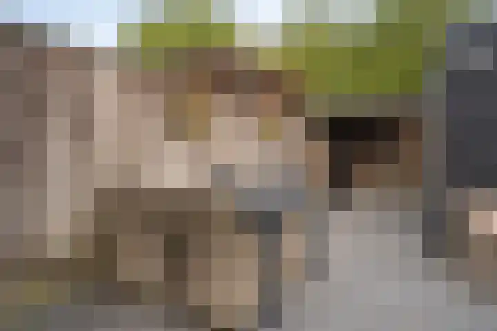 Vogelvlinder 6 Enschede thumbnail 36