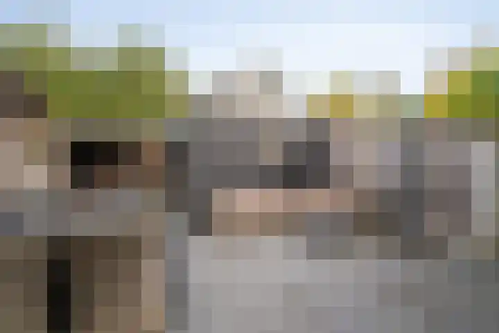 Vogelvlinder 6 Enschede thumbnail 37