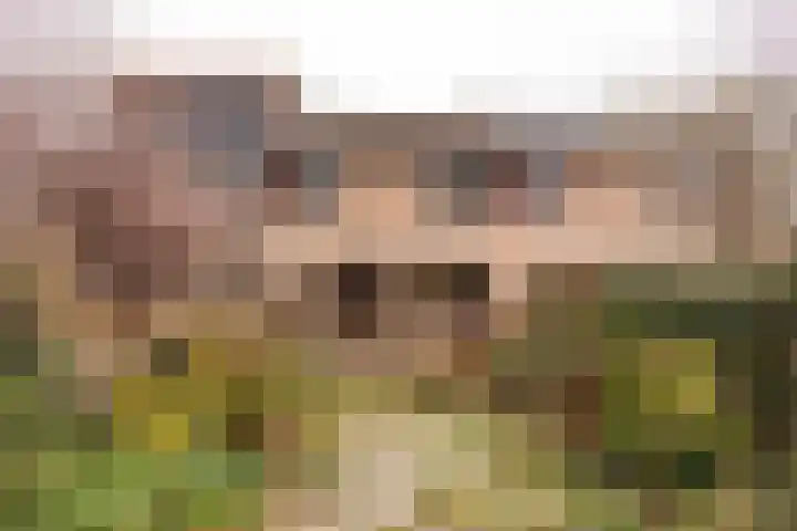 Vogelwaarde 123 Haarlem thumbnail 21