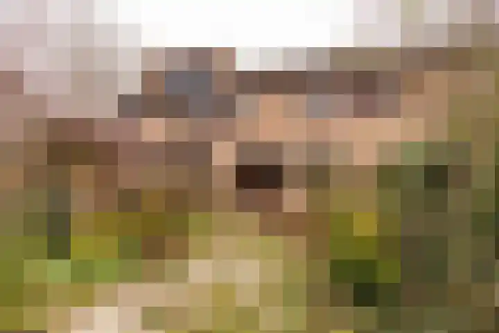 Vogelwaarde 123 Haarlem thumbnail 22