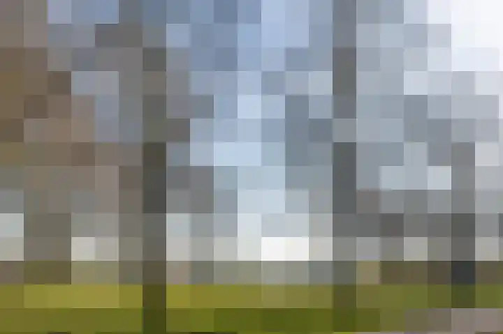 Vogelwaarde 123 Haarlem thumbnail 26