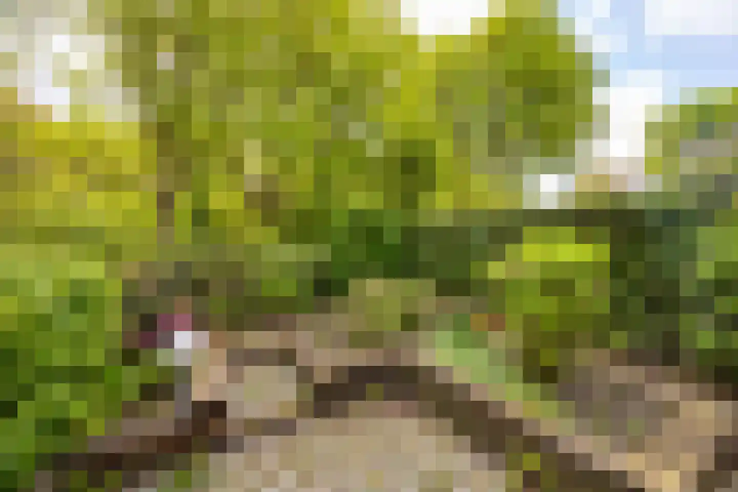 Vogelwaarde 62 Haarlem thumbnail 10