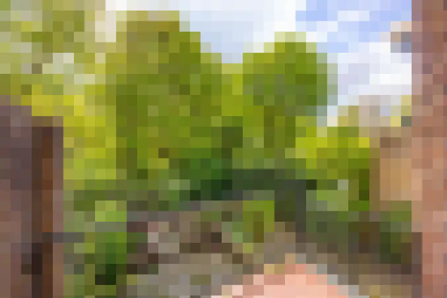 Vogelwaarde 62 Haarlem thumbnail 26