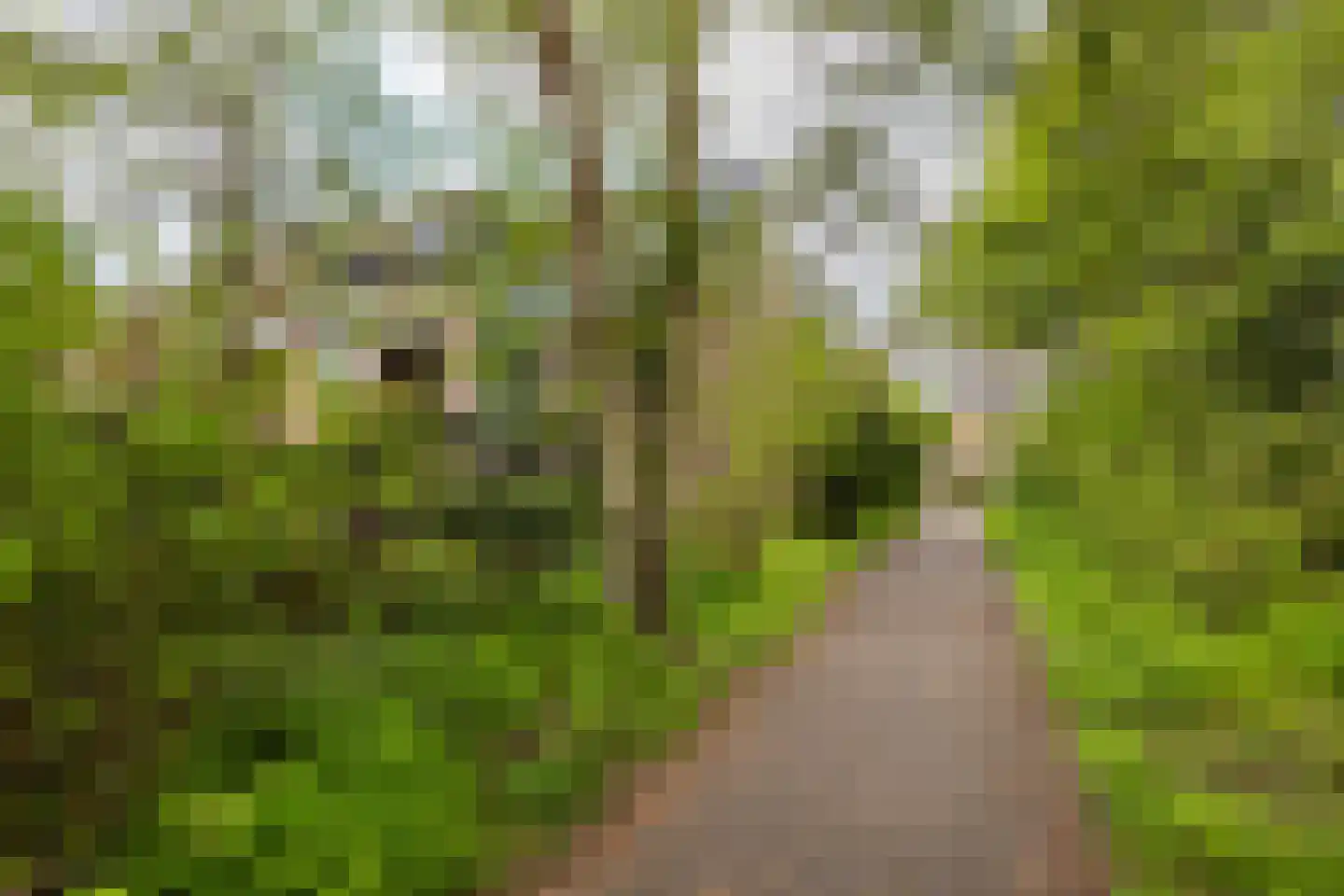 Vogelwaarde 62 Haarlem thumbnail 30