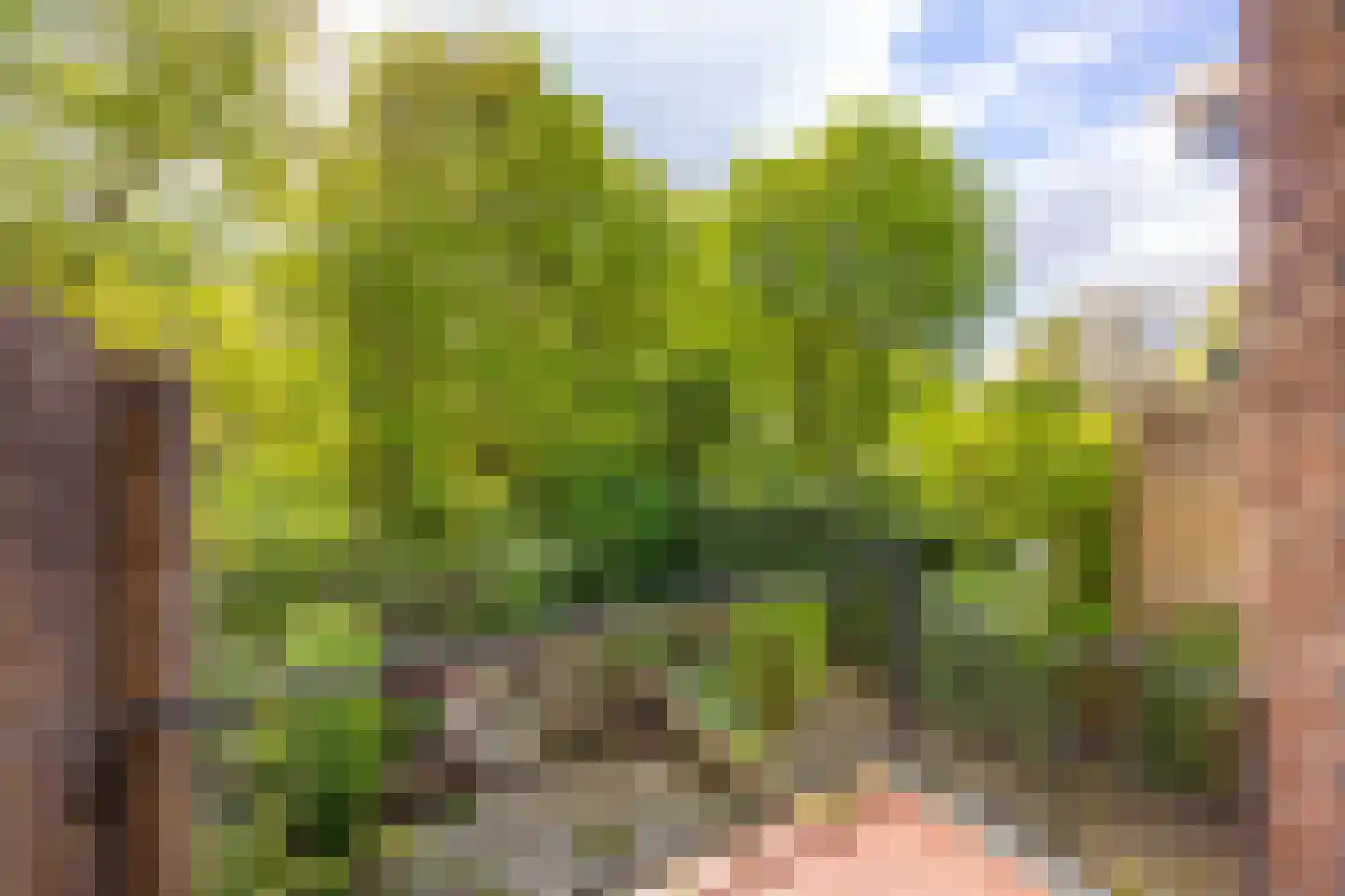 Vogelwaarde 62 Haarlem thumbnail 32