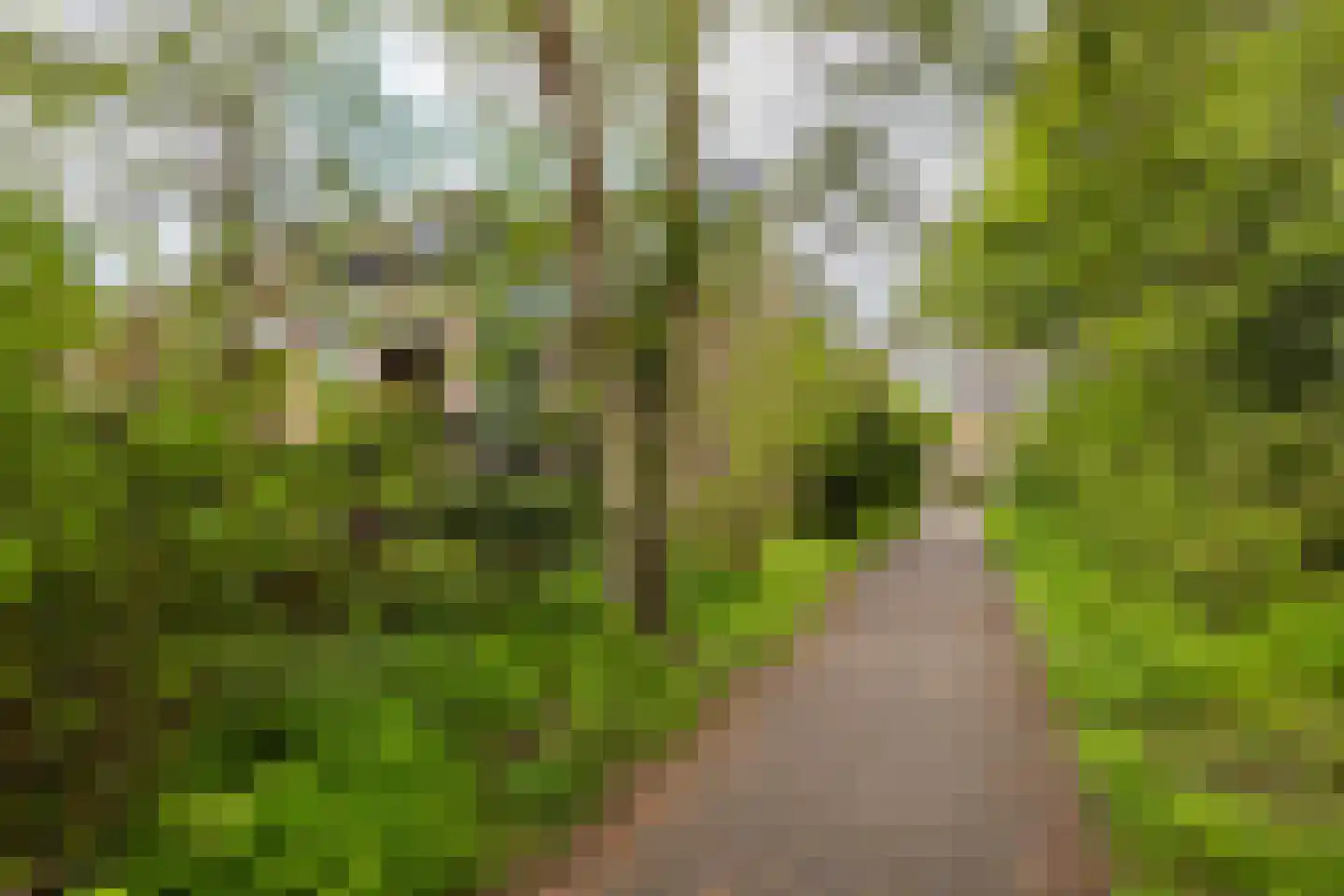 Vogelwaarde 62 Haarlem thumbnail 33