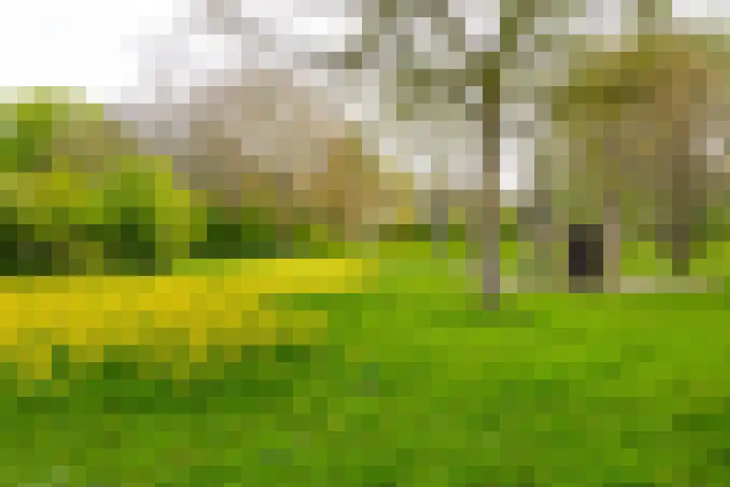 Vogelwaarde 62 Haarlem thumbnail 35