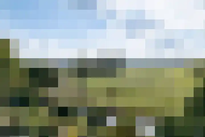 Vogelweide 95 Doorn thumbnail 39