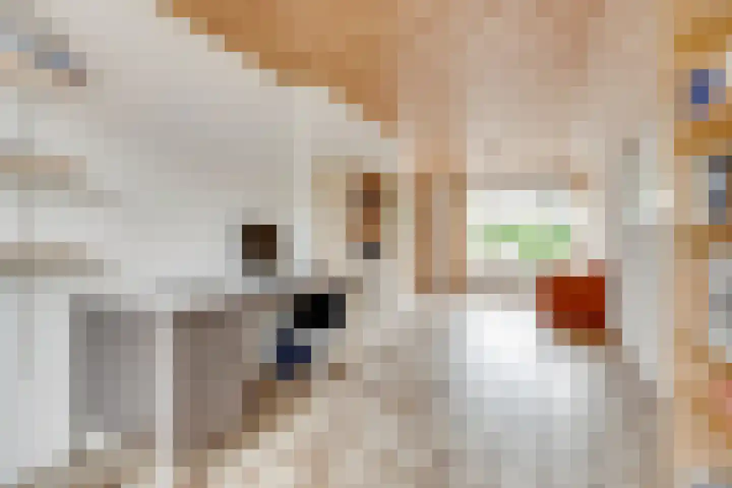 Vogelwikke 1 Maartensdijk thumbnail 15