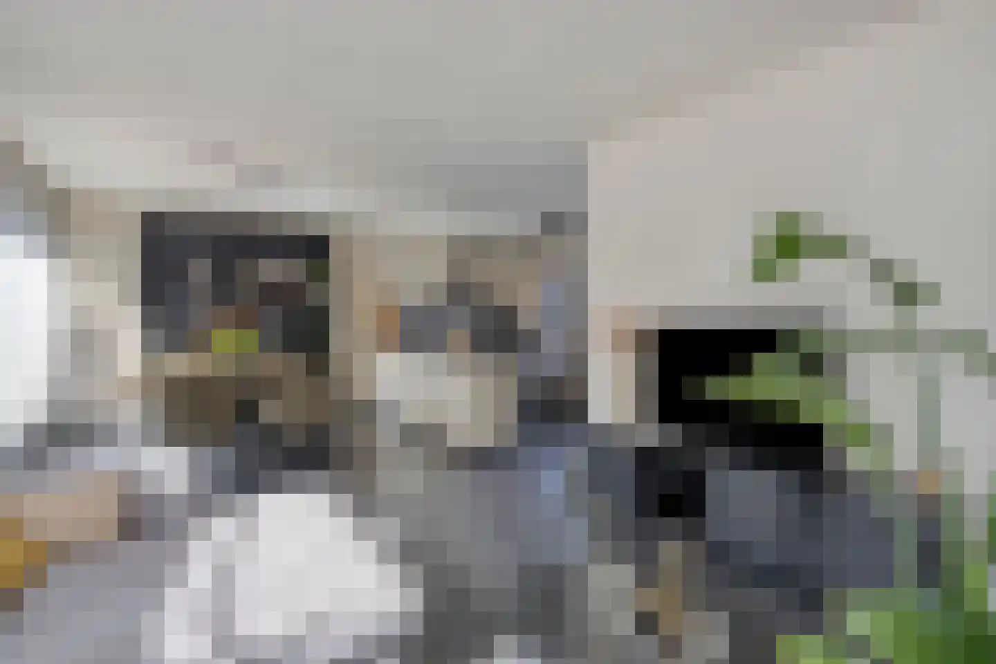 Vogelwikke 11 Maarheeze thumbnail 14