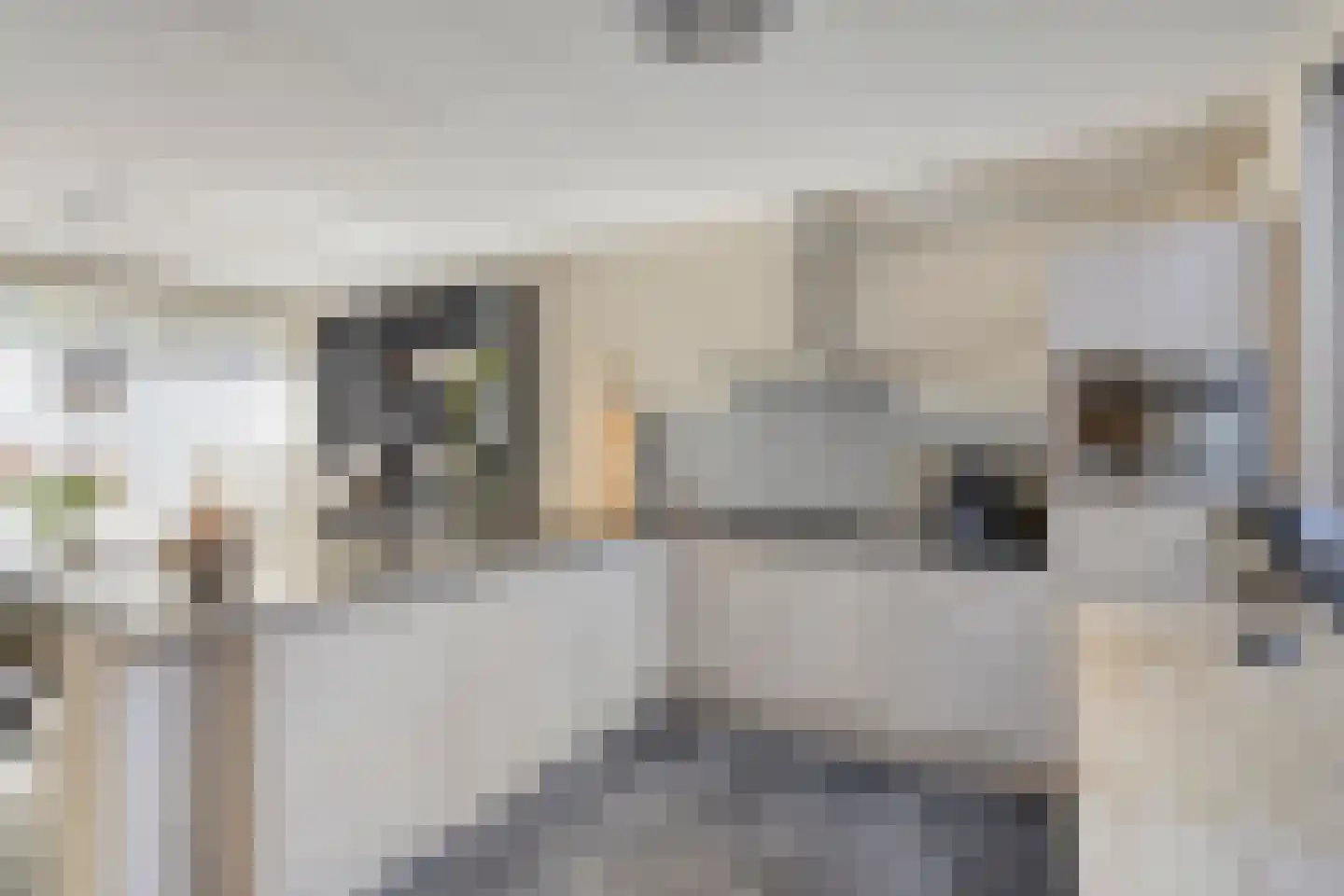 Vogelwikke 11 Maarheeze thumbnail 20