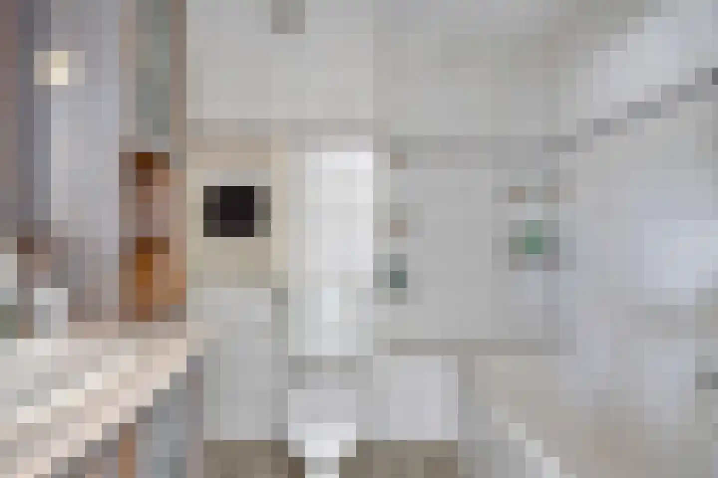 Vogelwikke 11 Maarheeze thumbnail 31