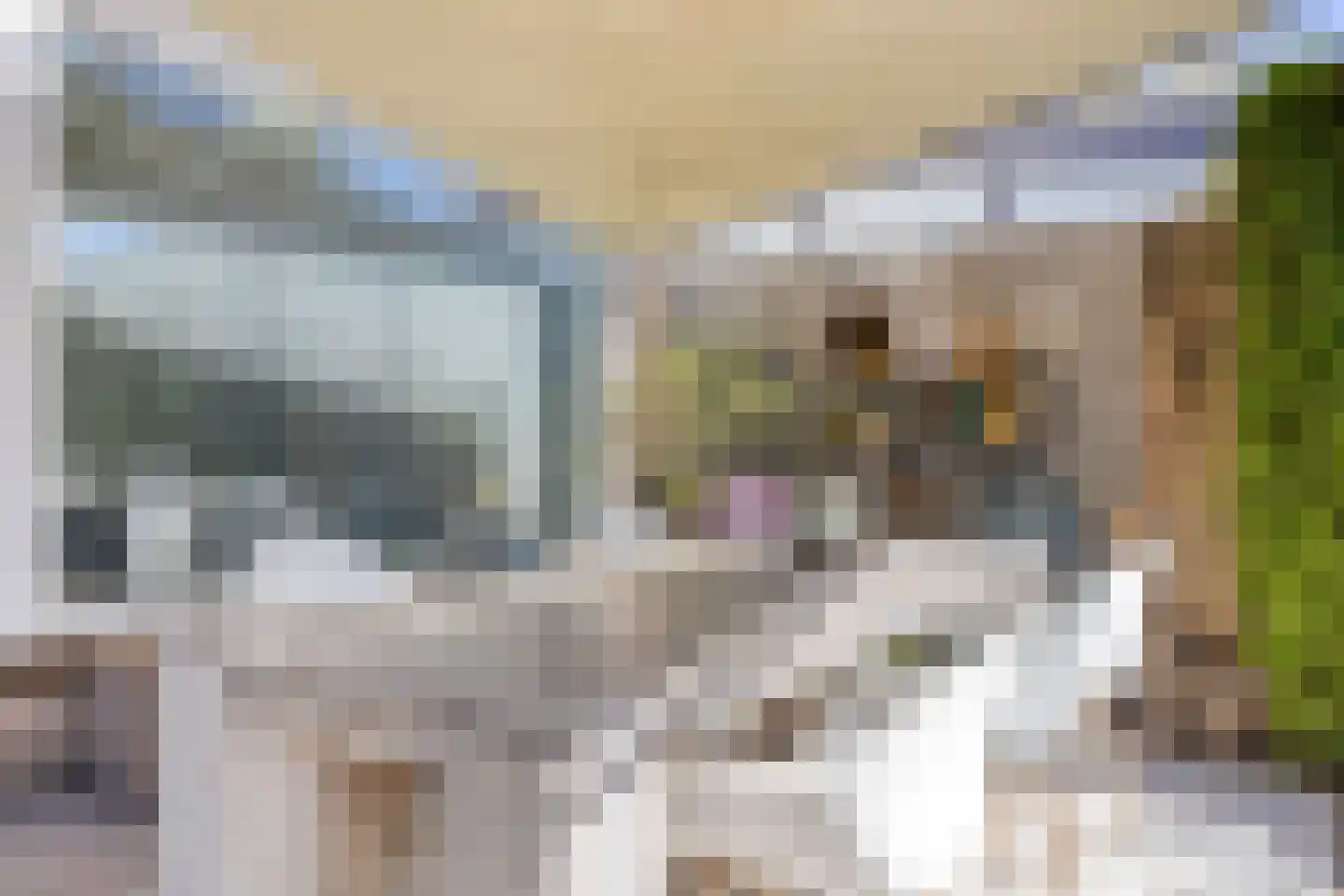 Vogelwikke 11 Maarheeze thumbnail 35