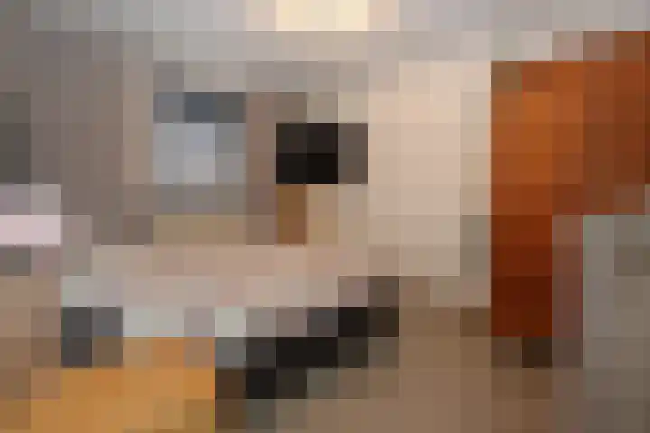 Vogelwikke 11 Sneek thumbnail 14