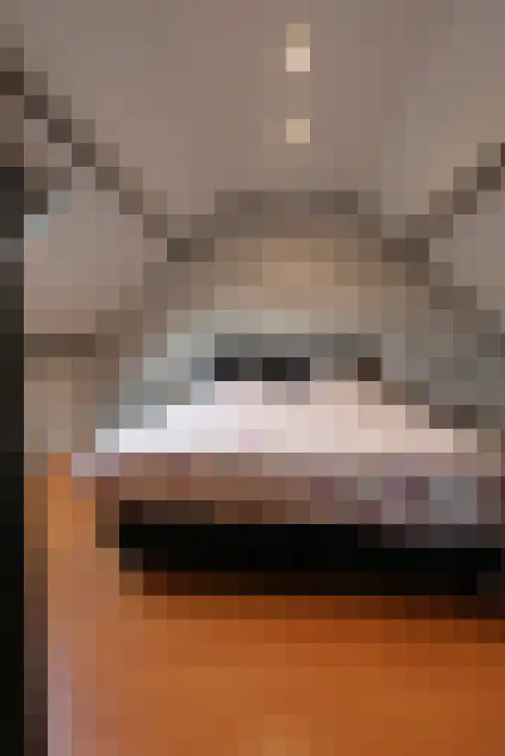 Vogelwikke 11 Sneek thumbnail 21