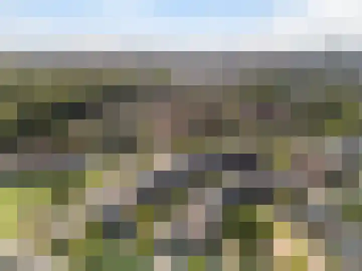 Vogelwikke 12 Bladel thumbnail 41