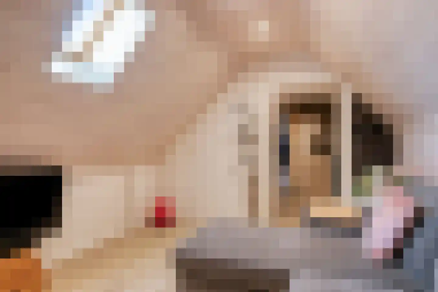 Vogelwikke 12 Bladel thumbnail 42