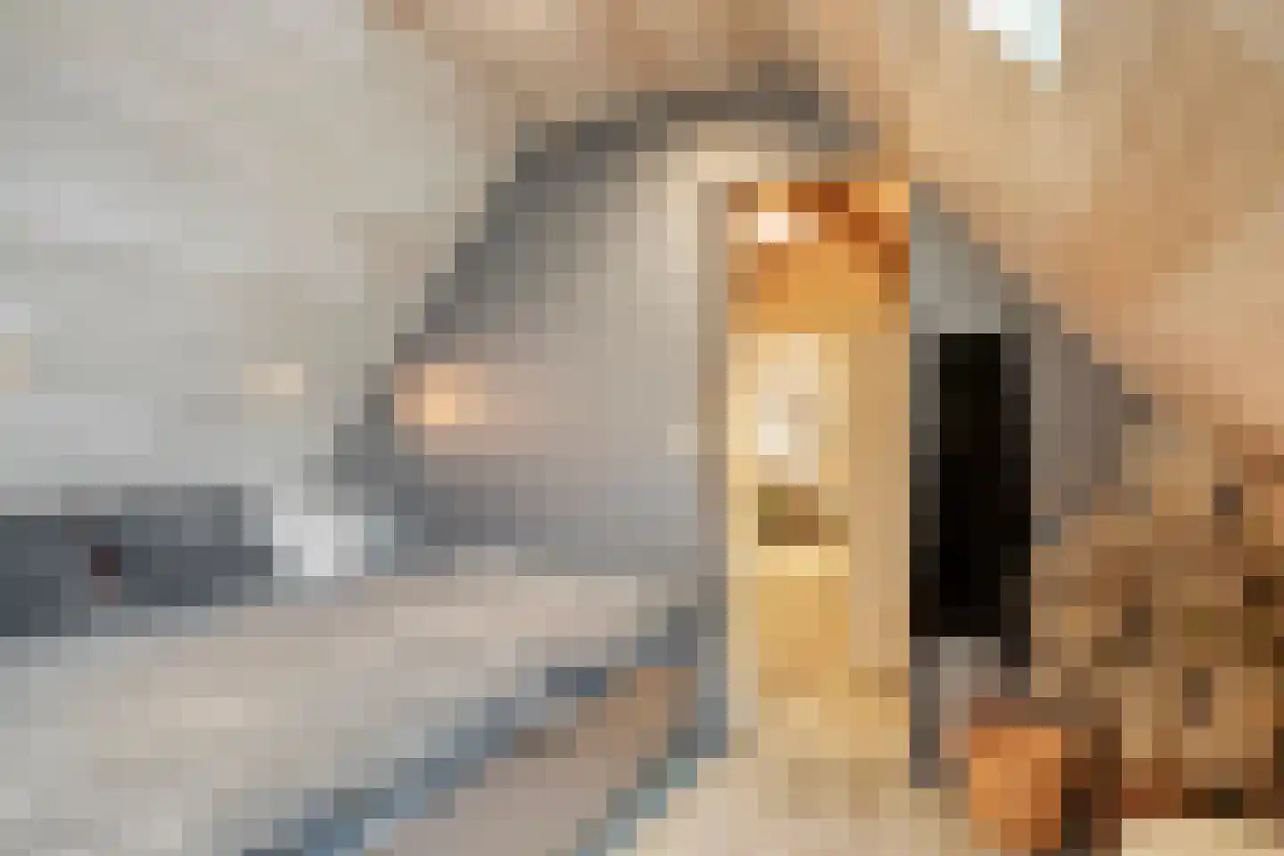 Vogelwikke 12 Bladel thumbnail 46