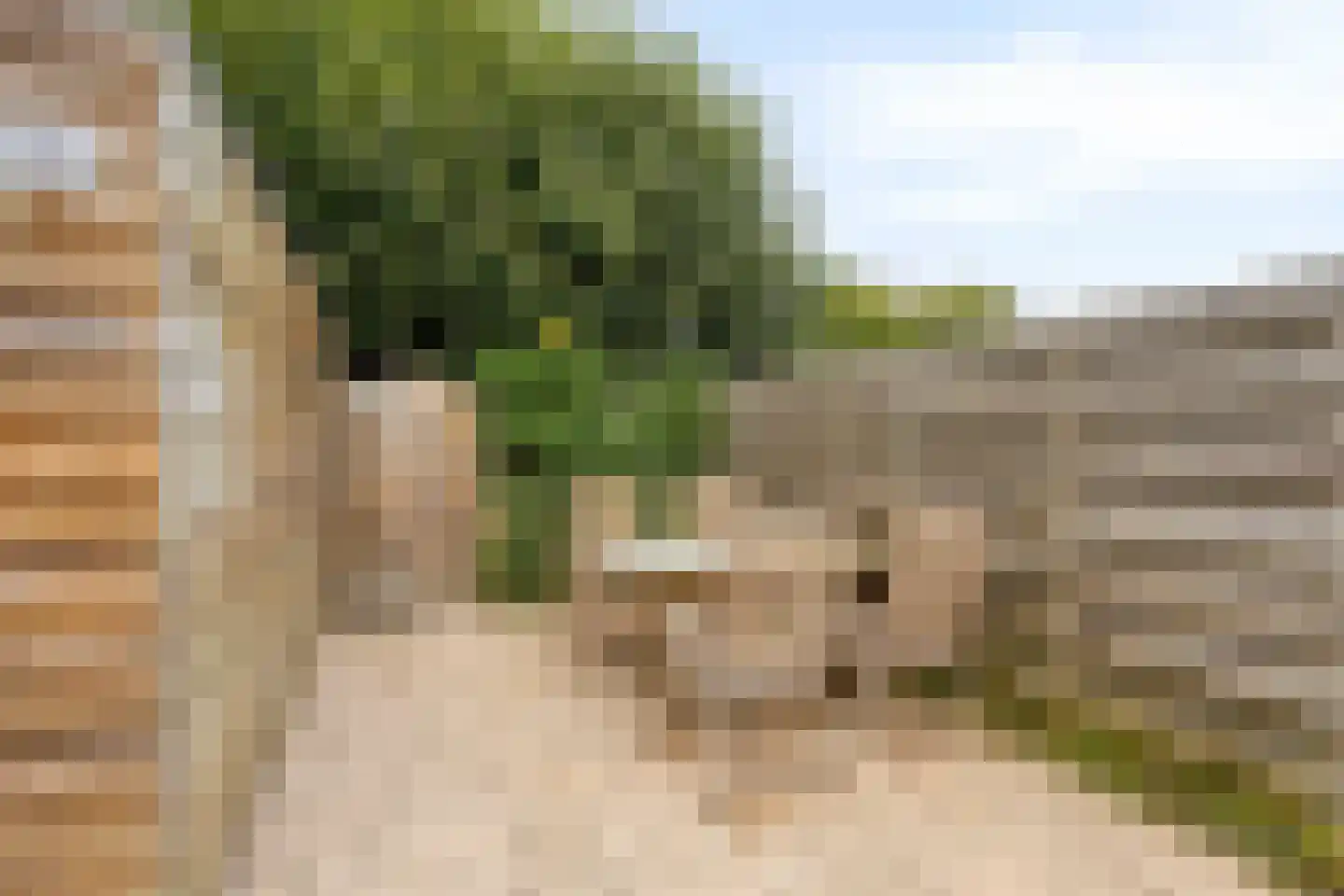 Vogelwikke 12 Swifterbant thumbnail 25