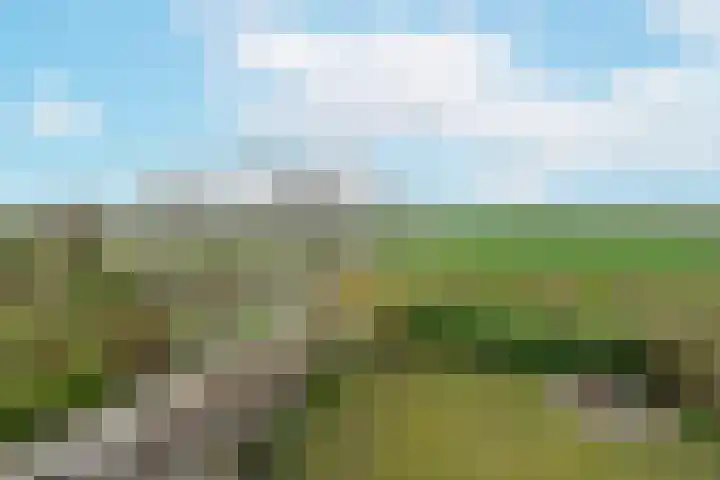 Vogelwikke 14 Zevenhoven thumbnail 42