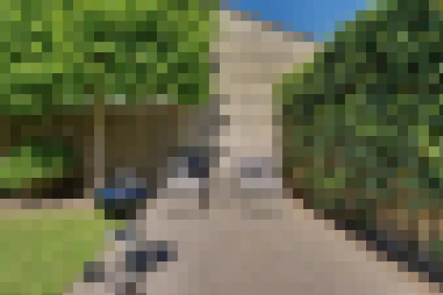 Vogelwikke 16 A Bladel thumbnail 41