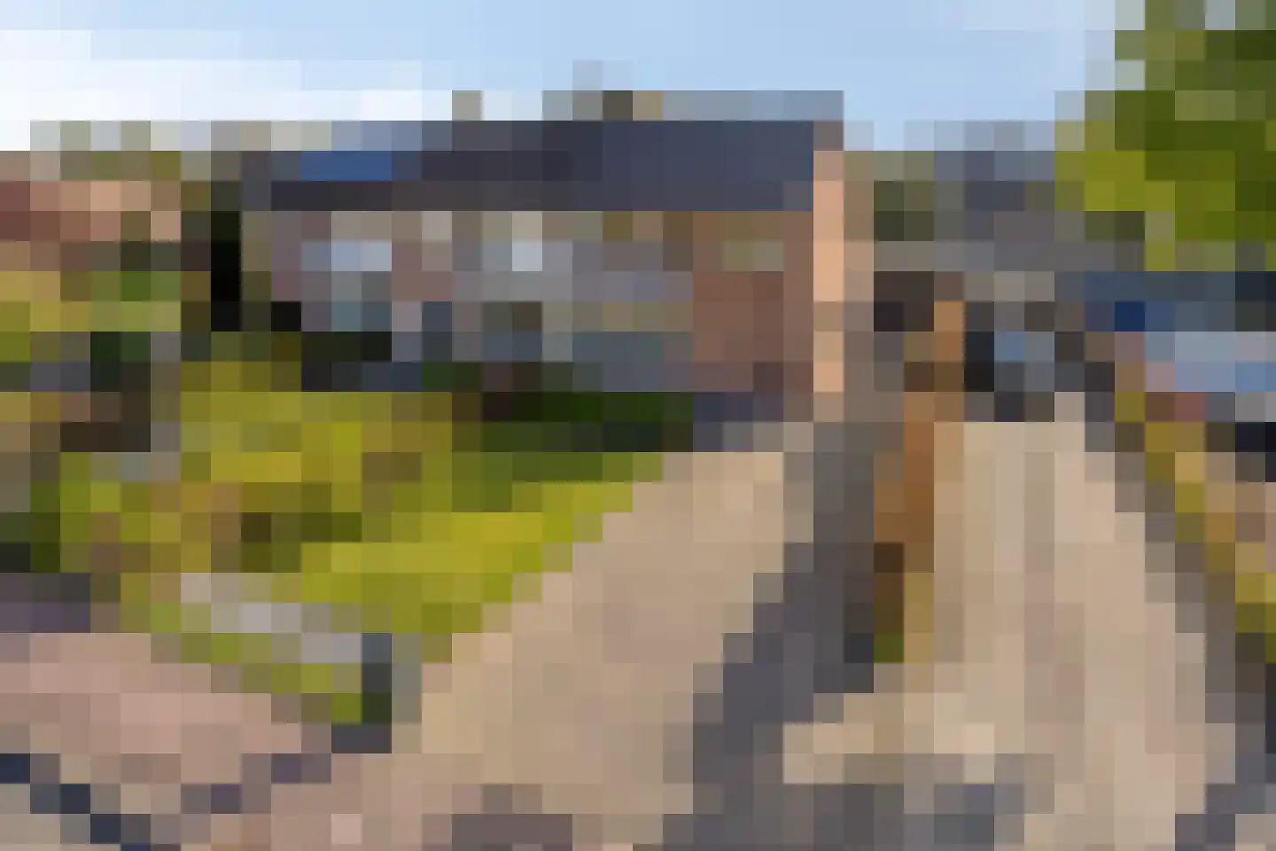 Vogelwikke 2 Emmen foto 2
