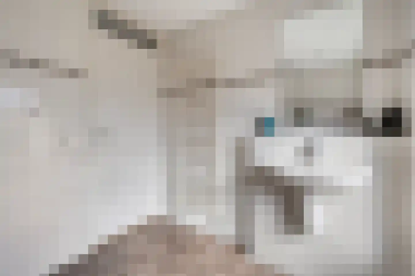 Vogelwikke 2 Emmen thumbnail 21