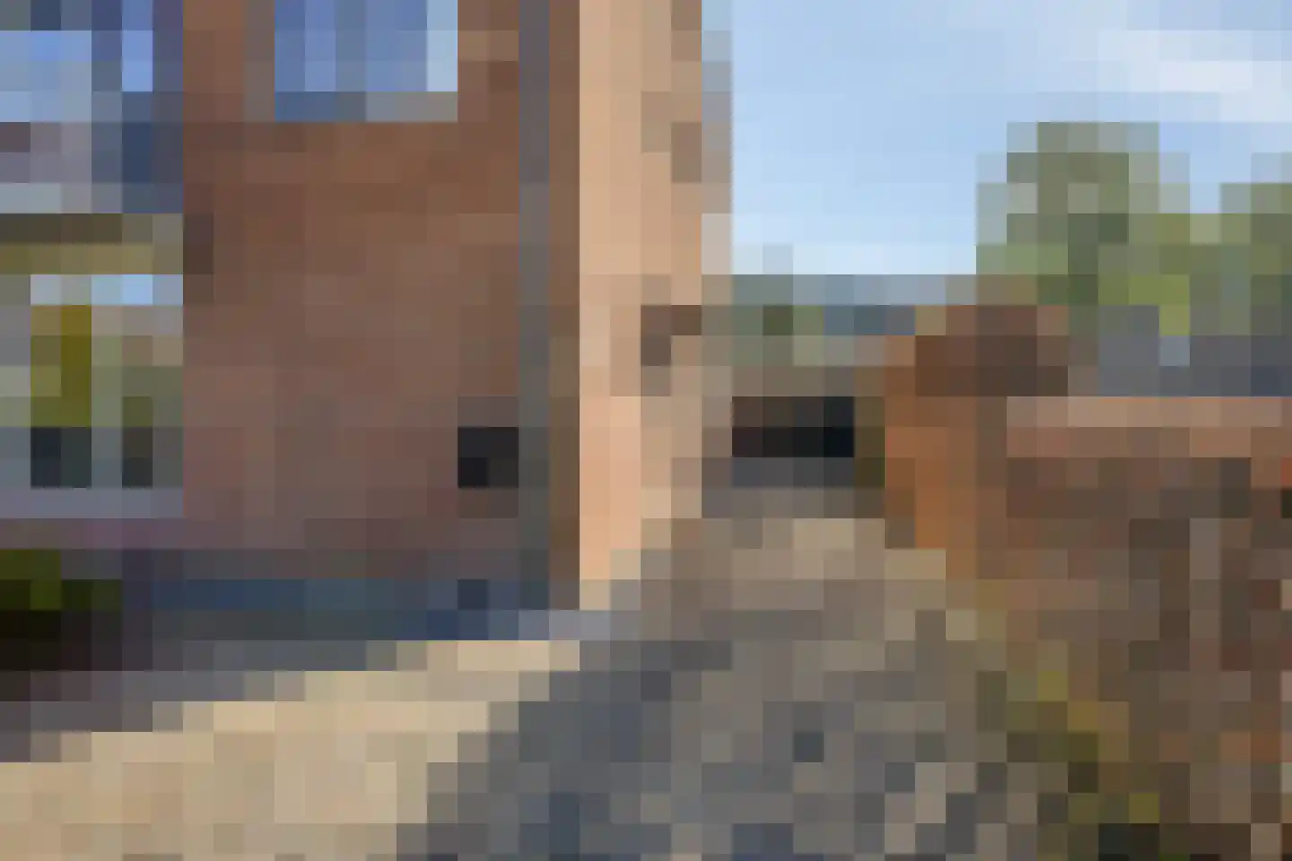 Vogelwikke 2 Emmen foto 3