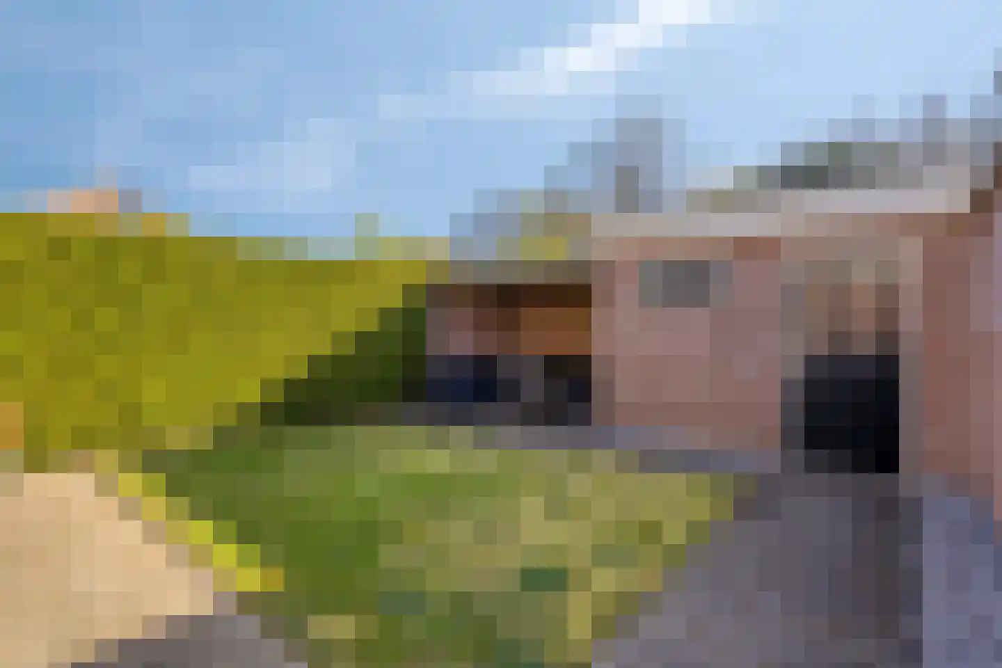 Vogelwikke 2 Emmen thumbnail 36