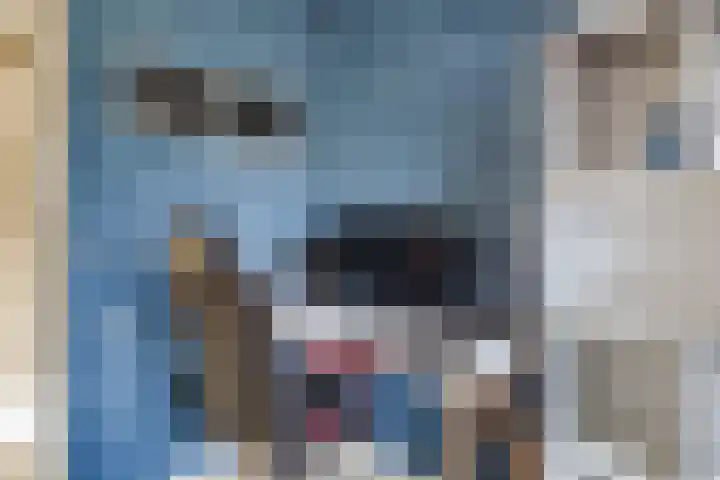 Vogelwikke 20 Swifterbant thumbnail 26