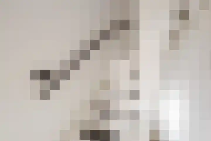Vogelwikke 20 Swifterbant thumbnail 31
