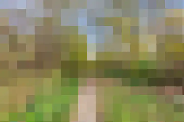 Vogelwikke 20 Swifterbant thumbnail 41