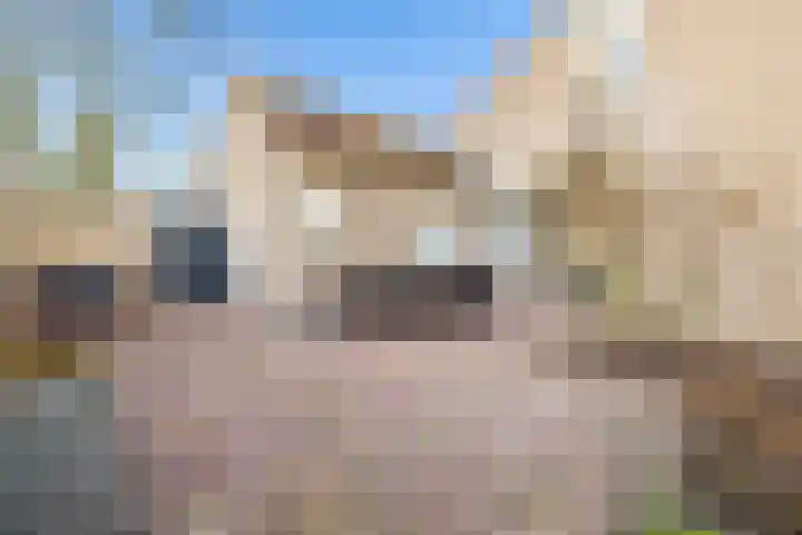 Vogelwikke 27 Zeeland thumbnail 52