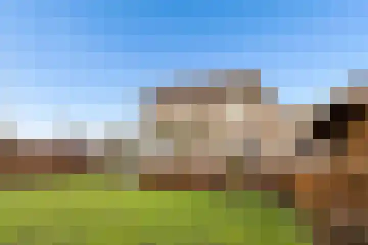 Vogelwikke 27 Zeeland thumbnail 57