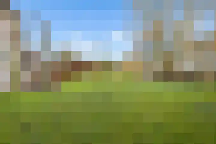 Vogelwikke 27 Zeeland thumbnail 59