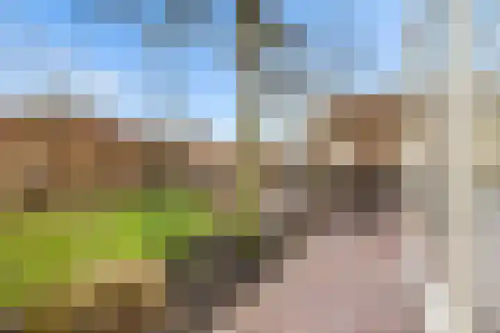 Vogelwikke 27 Zeeland thumbnail 60
