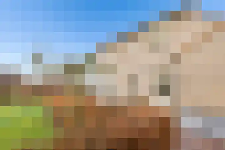 Vogelwikke 27 Zeeland thumbnail 61