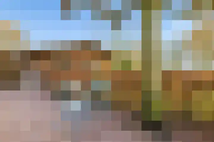 Vogelwikke 27 Zeeland thumbnail 63