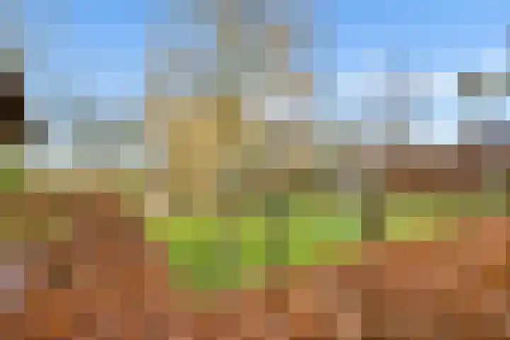 Vogelwikke 27 Zeeland thumbnail 65