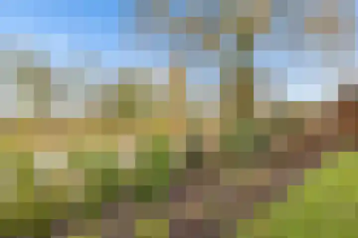 Vogelwikke 27 Zeeland thumbnail 66