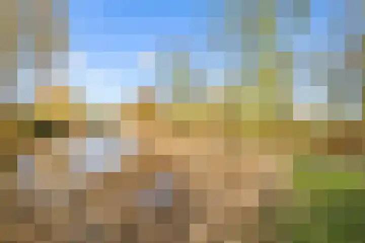 Vogelwikke 27 Zeeland thumbnail 70