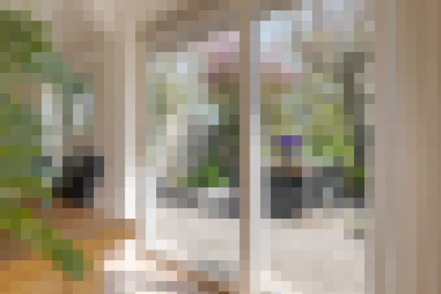 Vogelwikke 28 Roden thumbnail 18