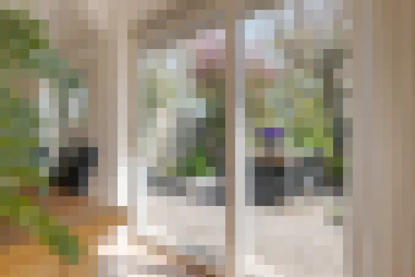 Vogelwikke 28 Roden thumbnail 27