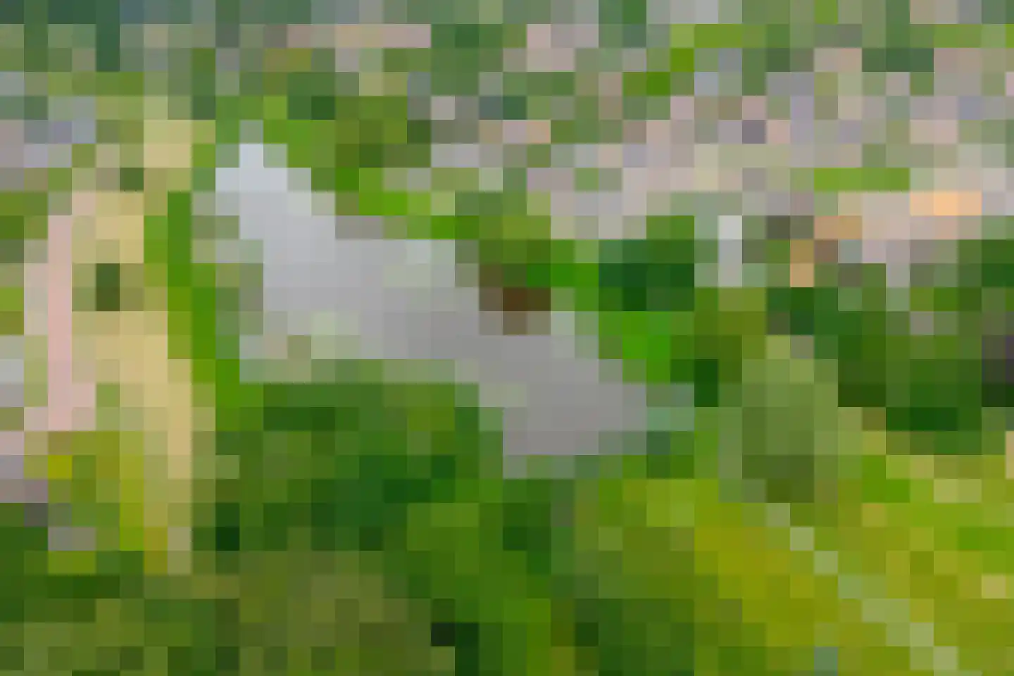 Vogelwikke 28 Roden foto 3