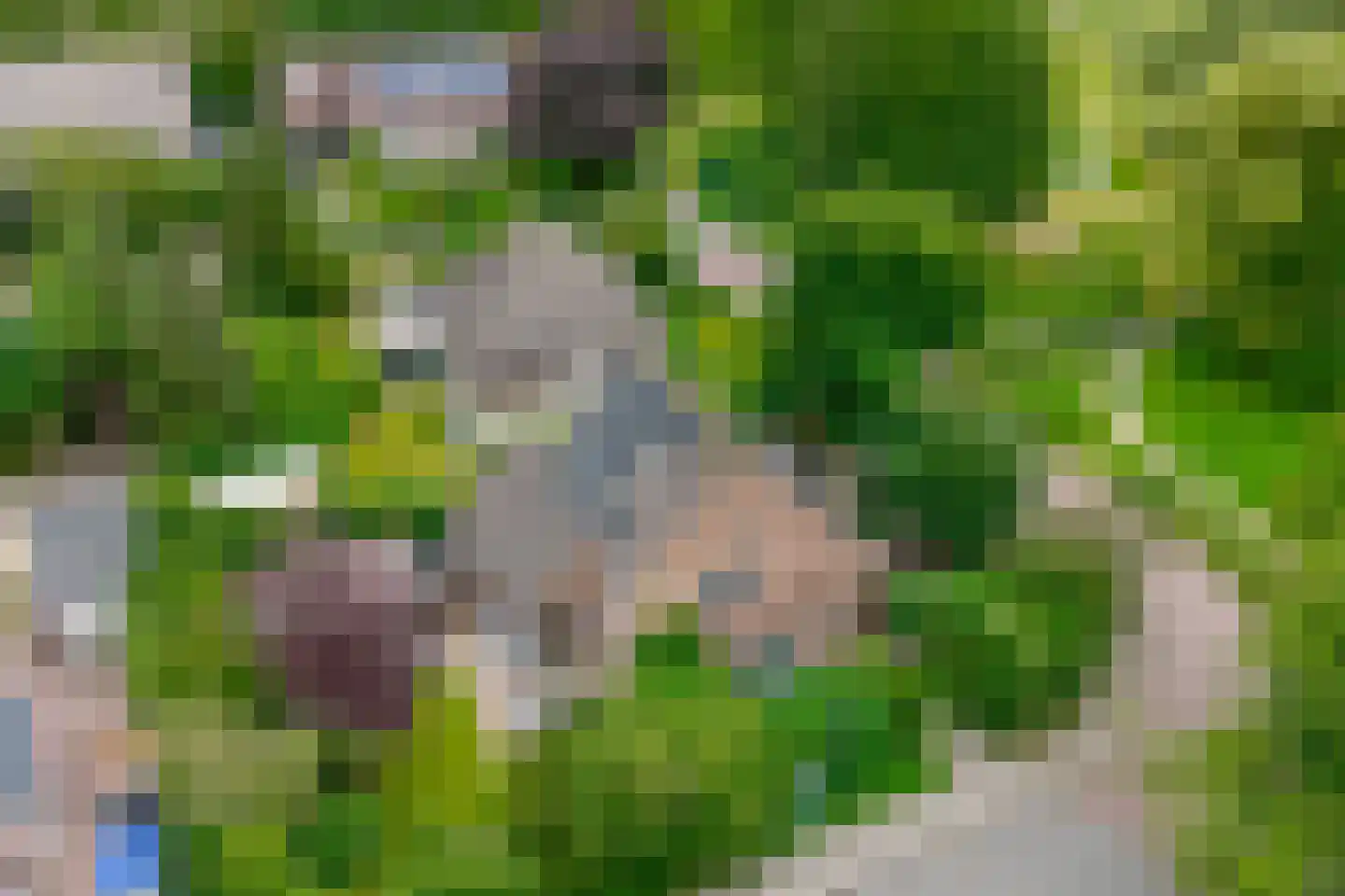 Vogelwikke 28 Roden thumbnail 5