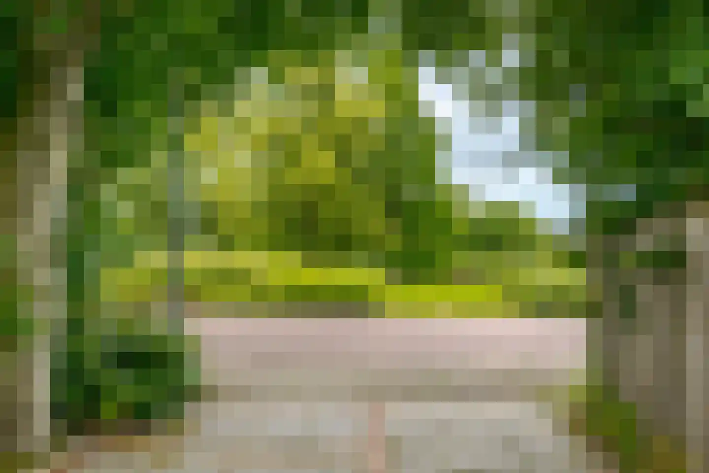 Vogelwikke 28 Roden thumbnail 59