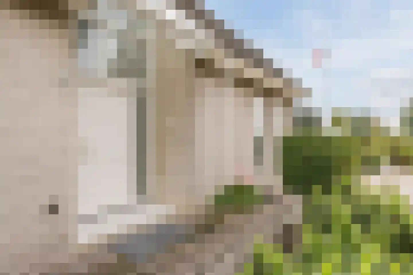 Vogelwikke 3 Udenhout thumbnail 11