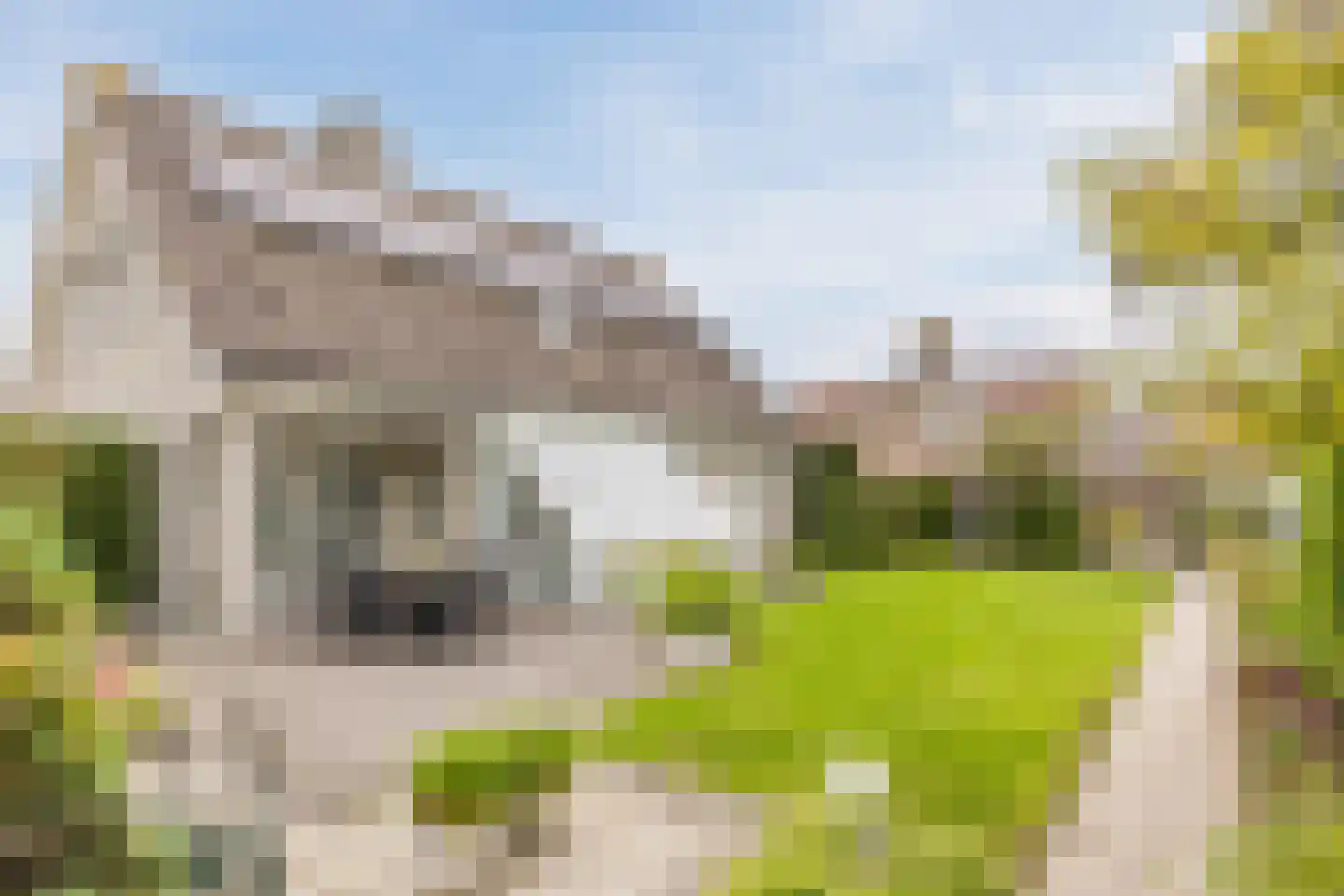 Vogelwikke 3 Udenhout thumbnail 4