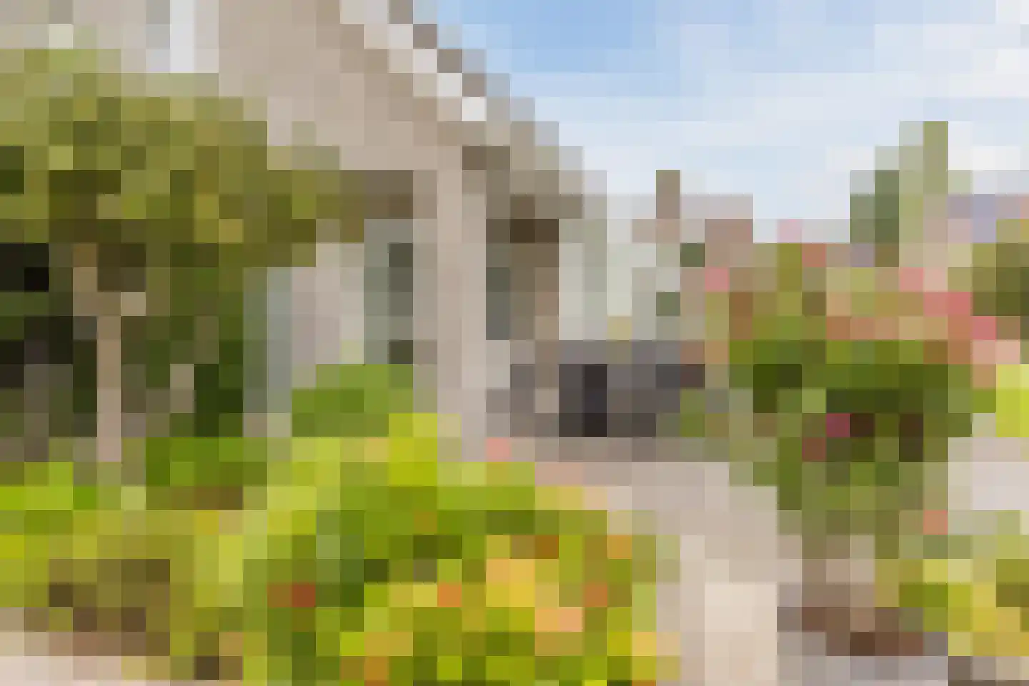 Vogelwikke 3 Udenhout thumbnail 46