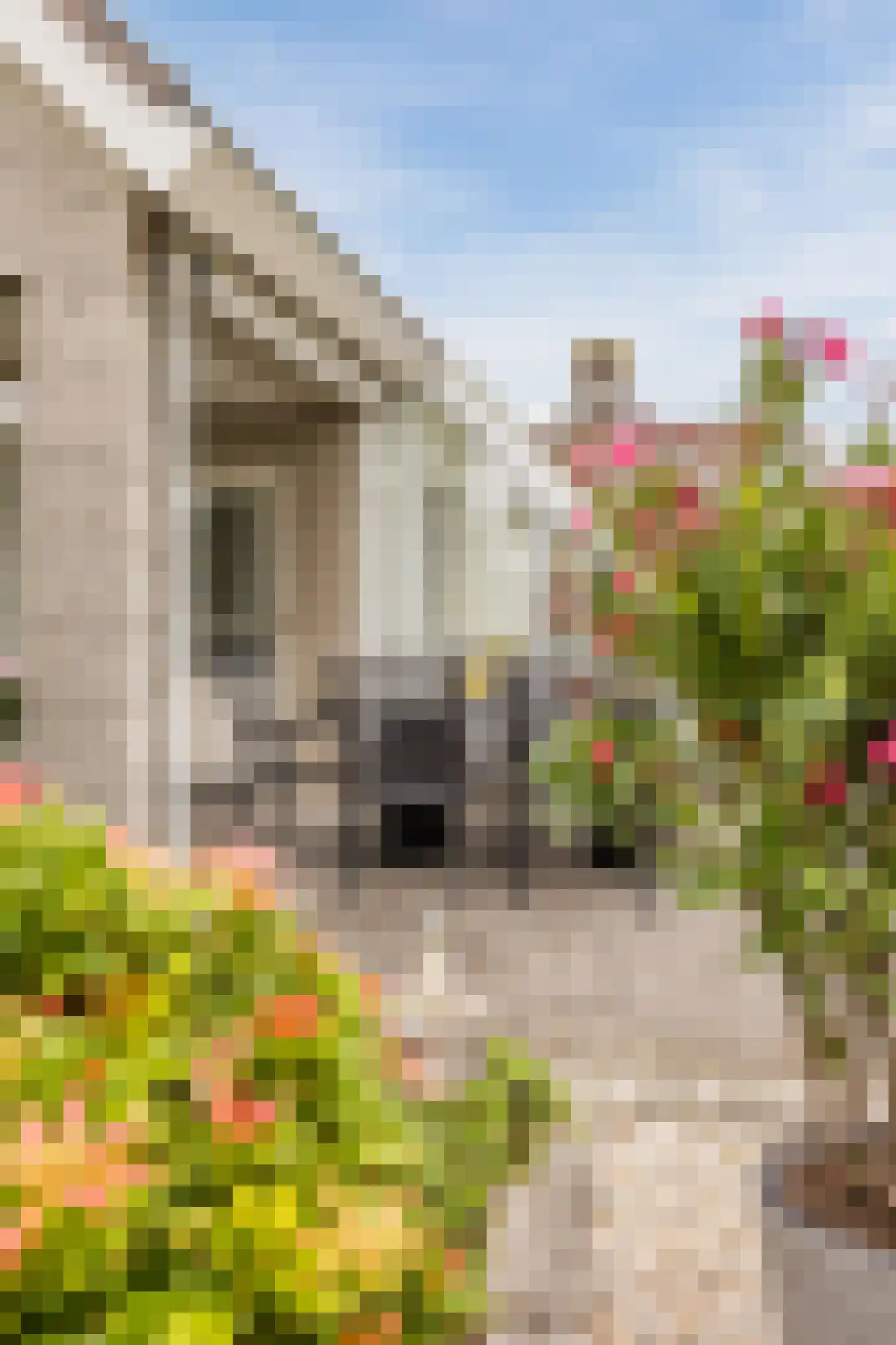 Vogelwikke 3 Udenhout thumbnail 48